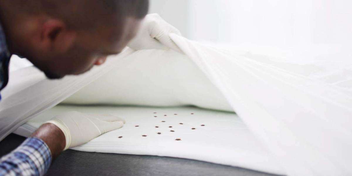 Understanding the Process of Effective Bed Bug Control