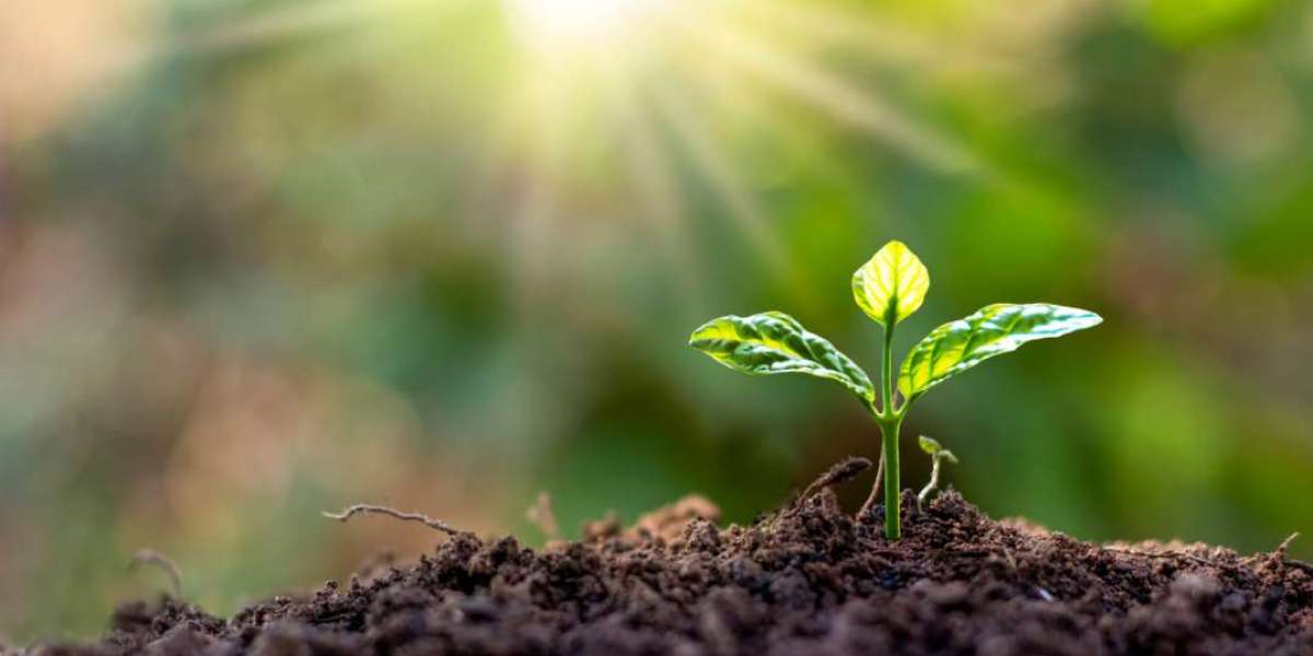 Gramiti: A Complete Guide to Affordable Insecticides for Wheat Crop Protection